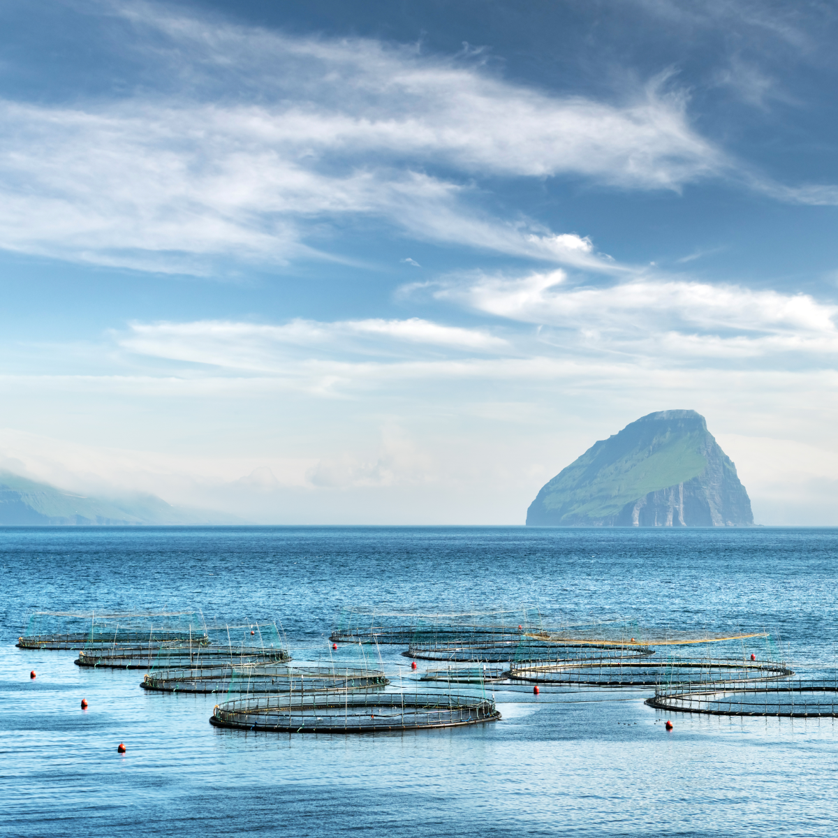 Tanke til dambrug på Færøerne